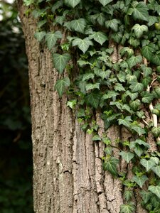 Ranke green climber plant