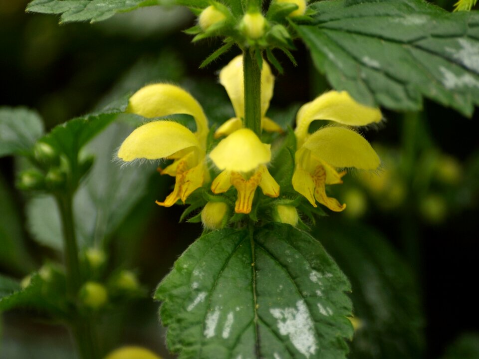 Yellow blossom bloom