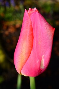 Pink closed garden