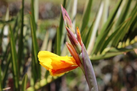 Flower nature lily photo