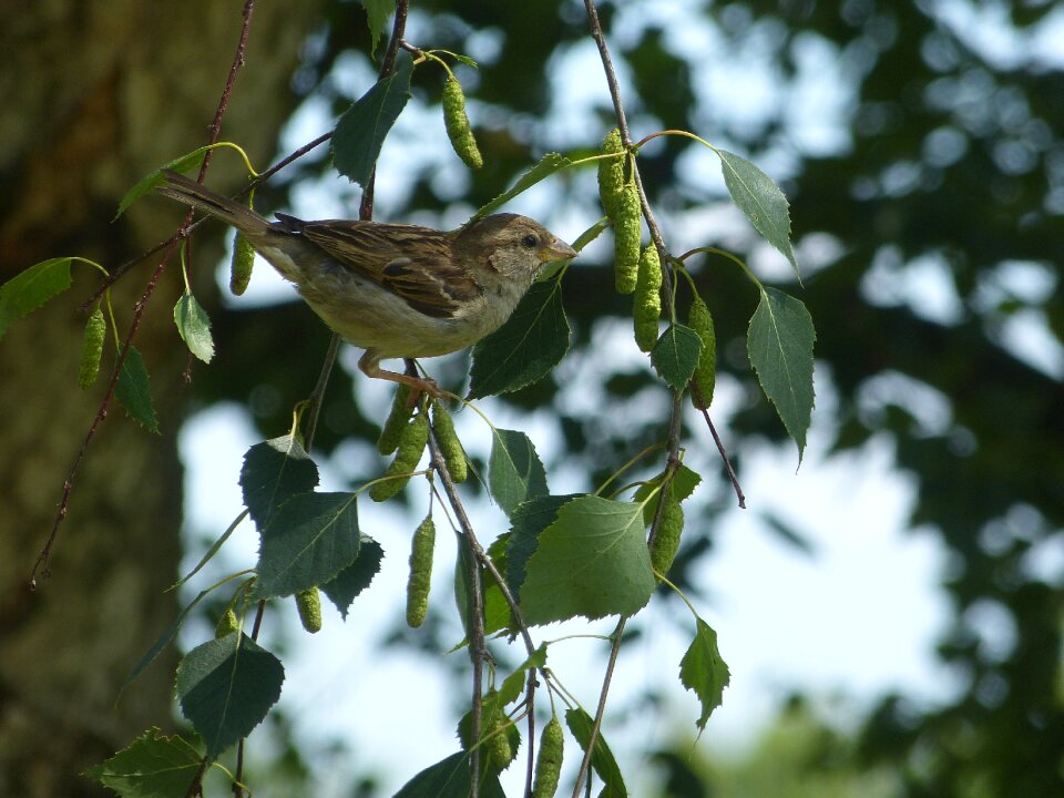 Animal nature songbird