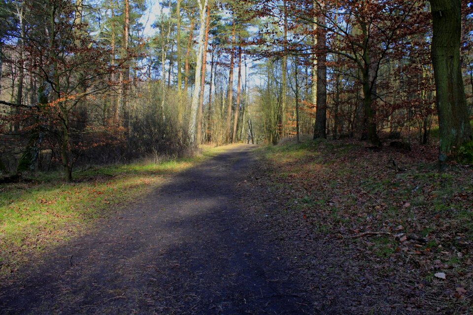 Nature forest path hike photo