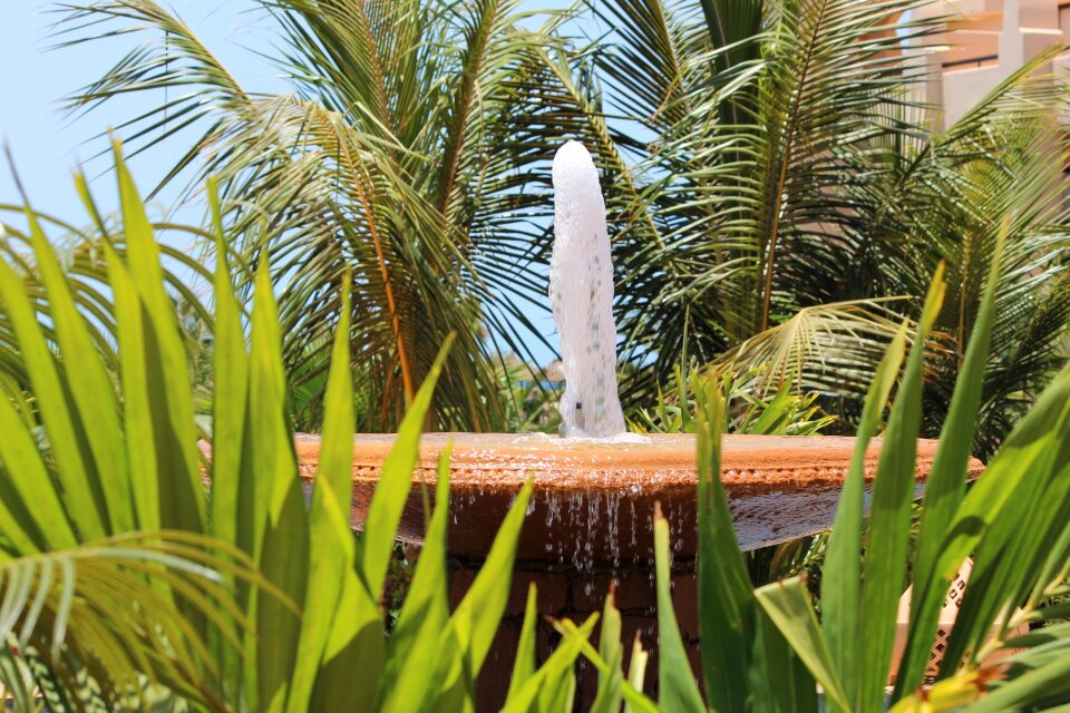 Fountain palm trees cape verde photo