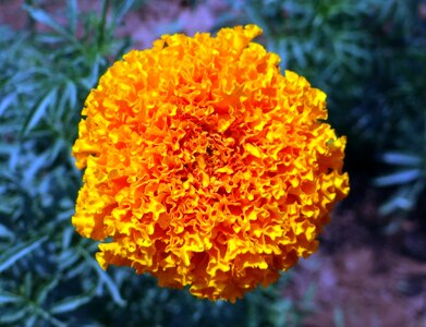 Genda jhenduphool gondephool