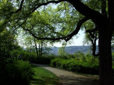 Tree recreation complex viewpoint
