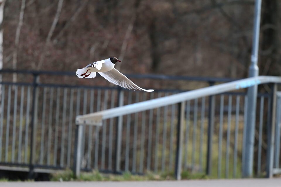Flying animal seevogel