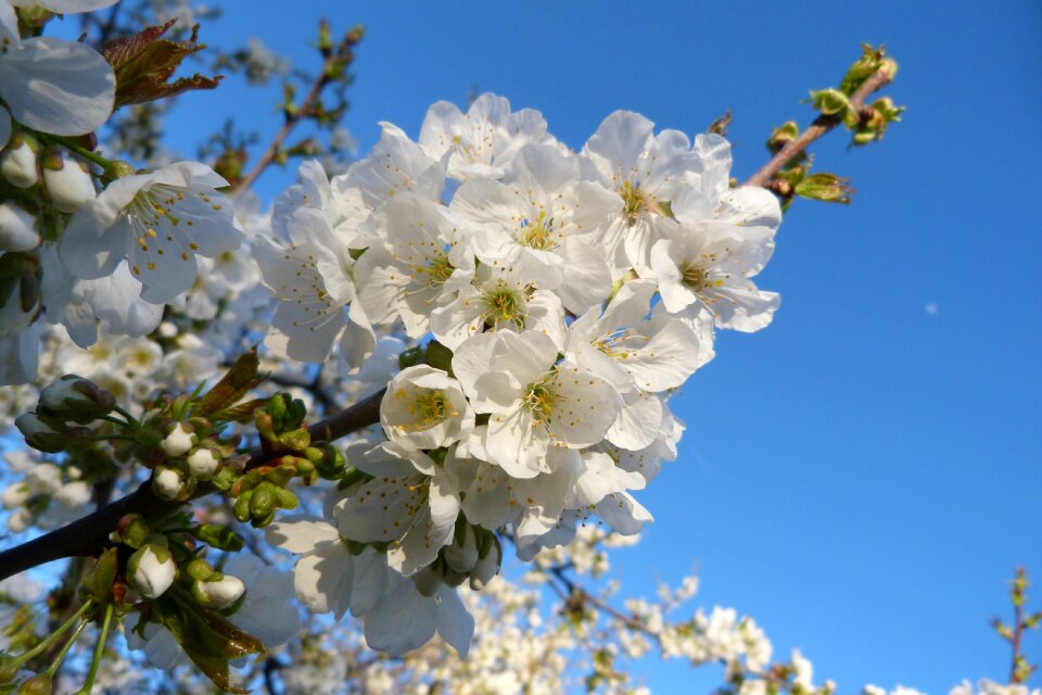 Flowering spring white
