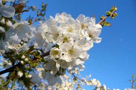 Flowering spring white