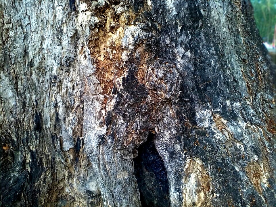 Environment nature ecology