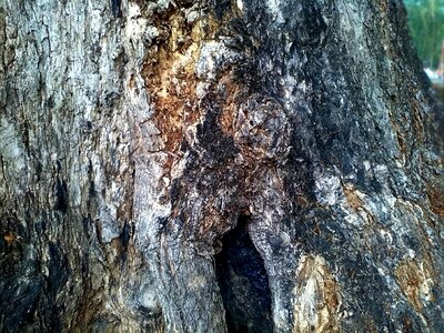 Environment nature ecology