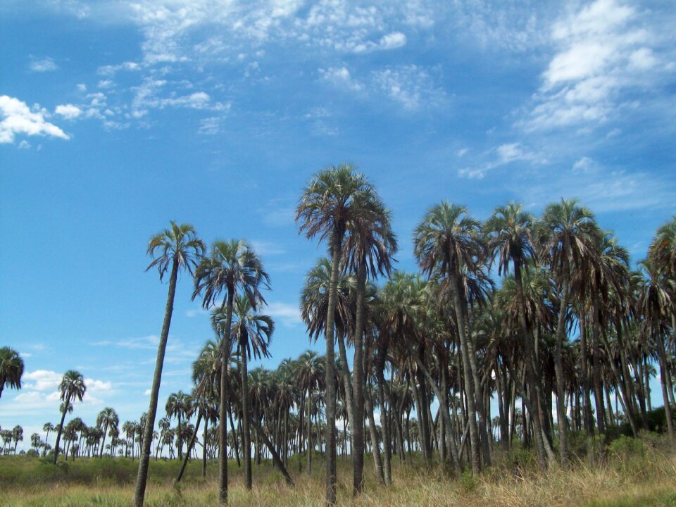 Palemeras palmar de colón entre ríos