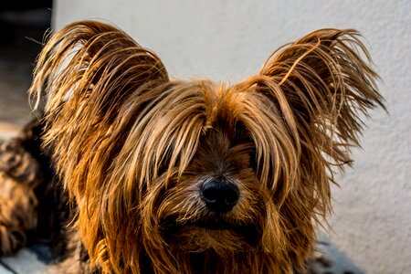 Yorkshire terrier dog small dog