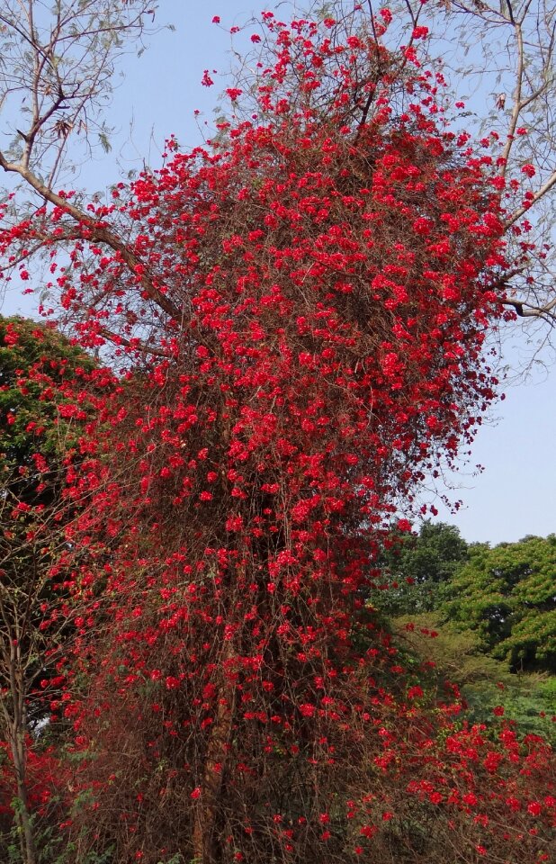 Red blossom profusion