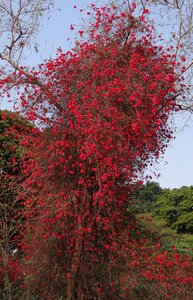 Red blossom profusion