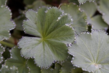 Decorated drip drop of water