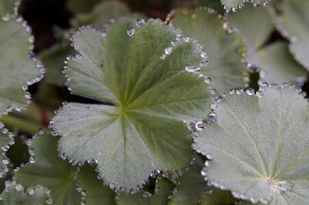 Decorated drip drop of water photo