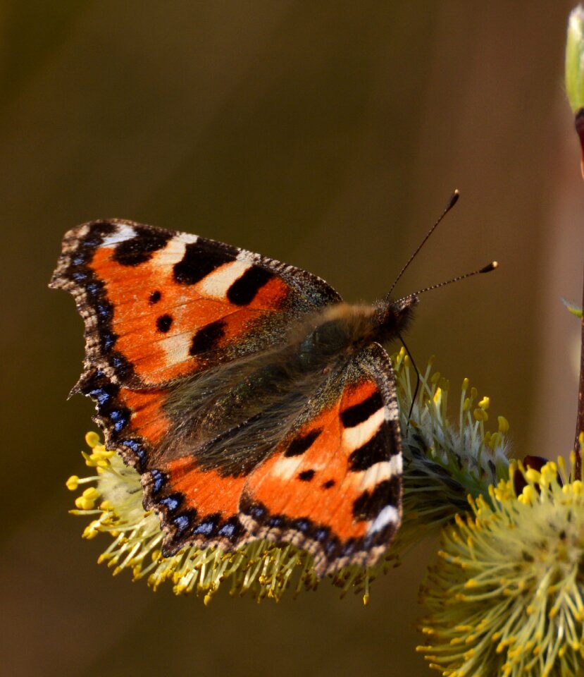 Butterflies nectar insect