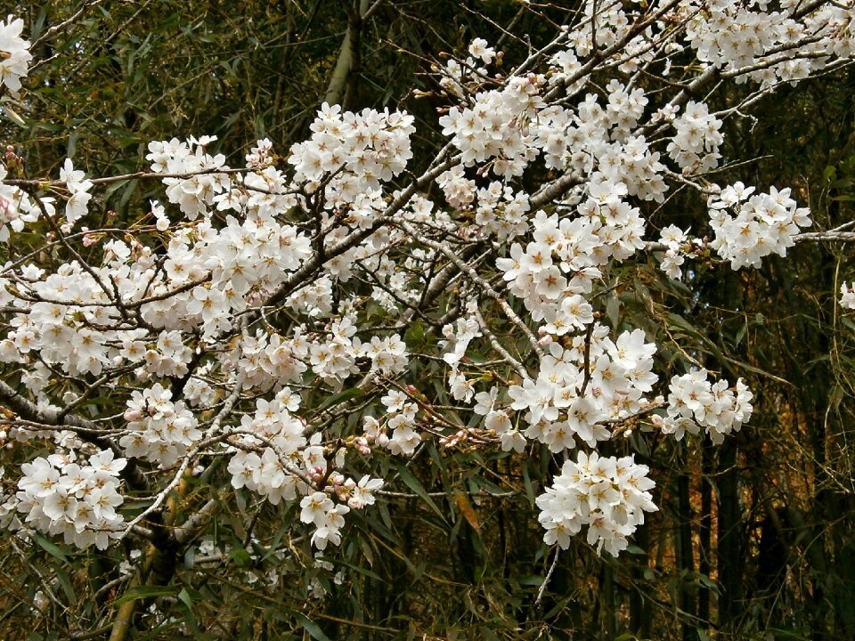 Cherry tree cherry blossom spring