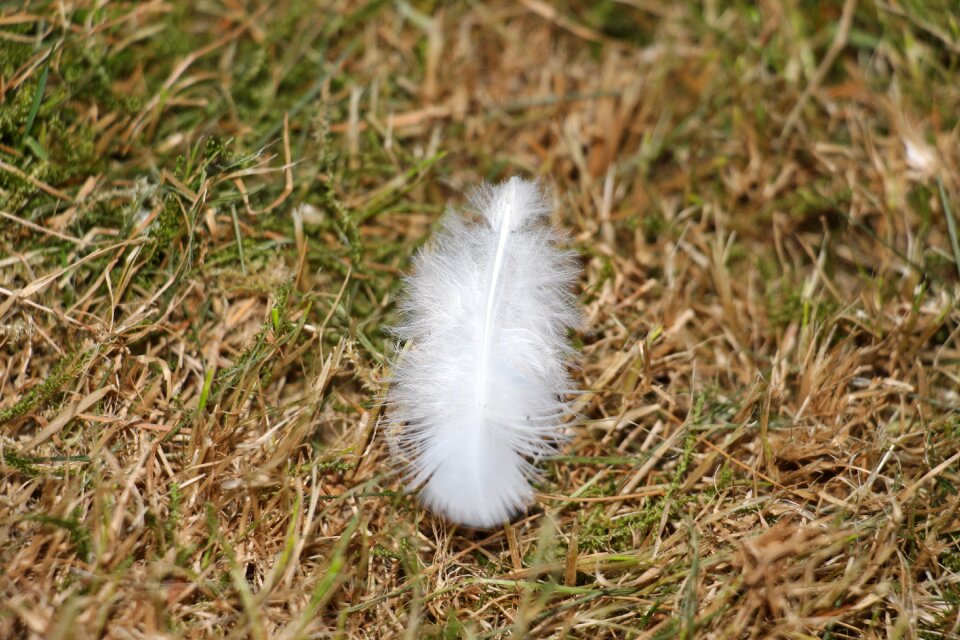 Bird animal creature