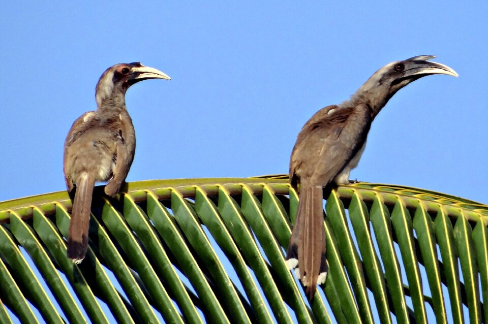 Bird pair dharwad