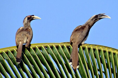 Bird pair dharwad
