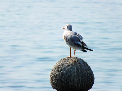 Vacations gull water bird