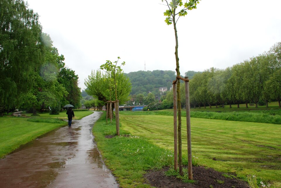 Wet on the staden trees
