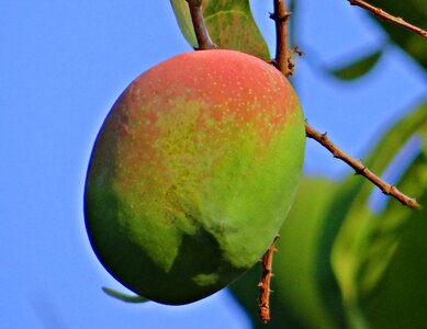 Tropical fruit mango tree fruit photo