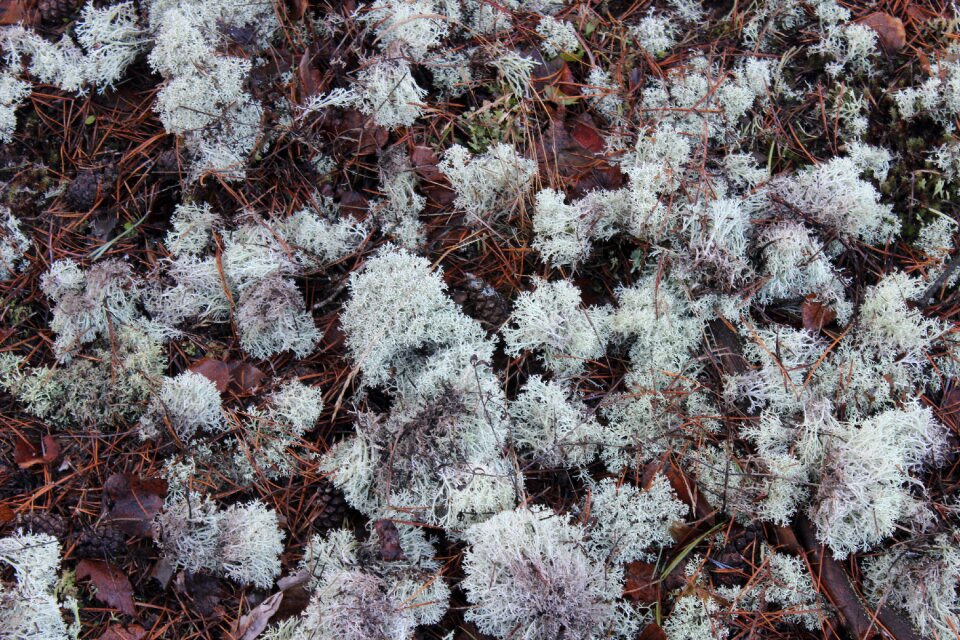 Moss forest litter forest