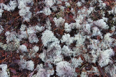 Moss forest litter forest