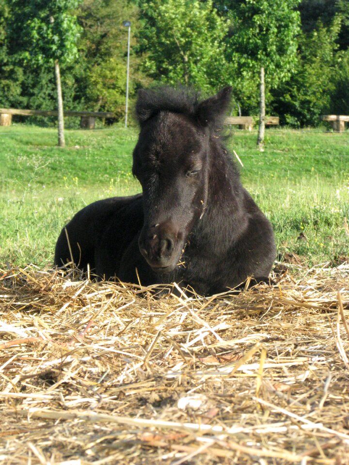 Ponette petit shetland