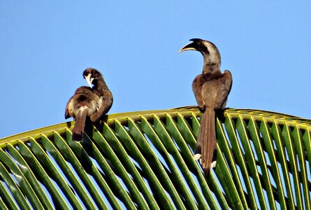 Bird pair dharwad photo