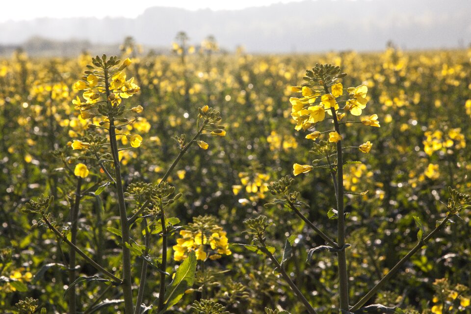 Field harvest field of rapeseeds