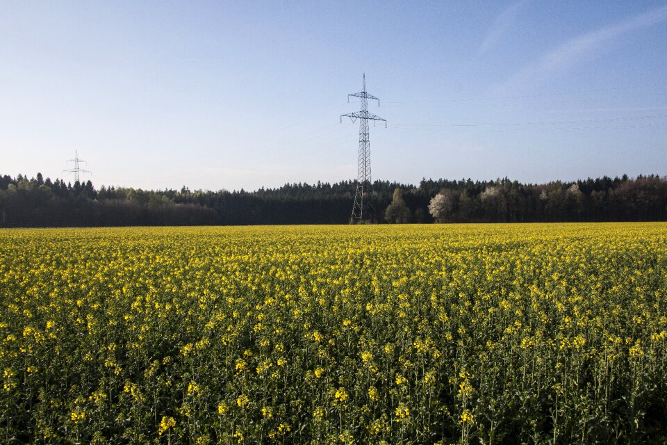 Field harvest field of rapeseeds