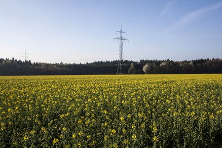 Field harvest field of rapeseeds