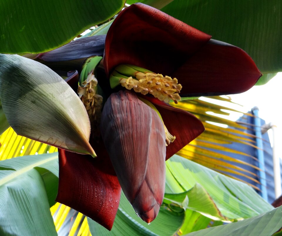Flowers fruits india