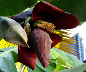 Flowers fruits india