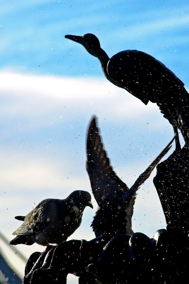 Wings birds fly