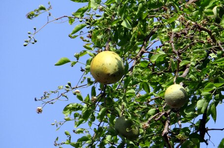 Stone apple bilva bel