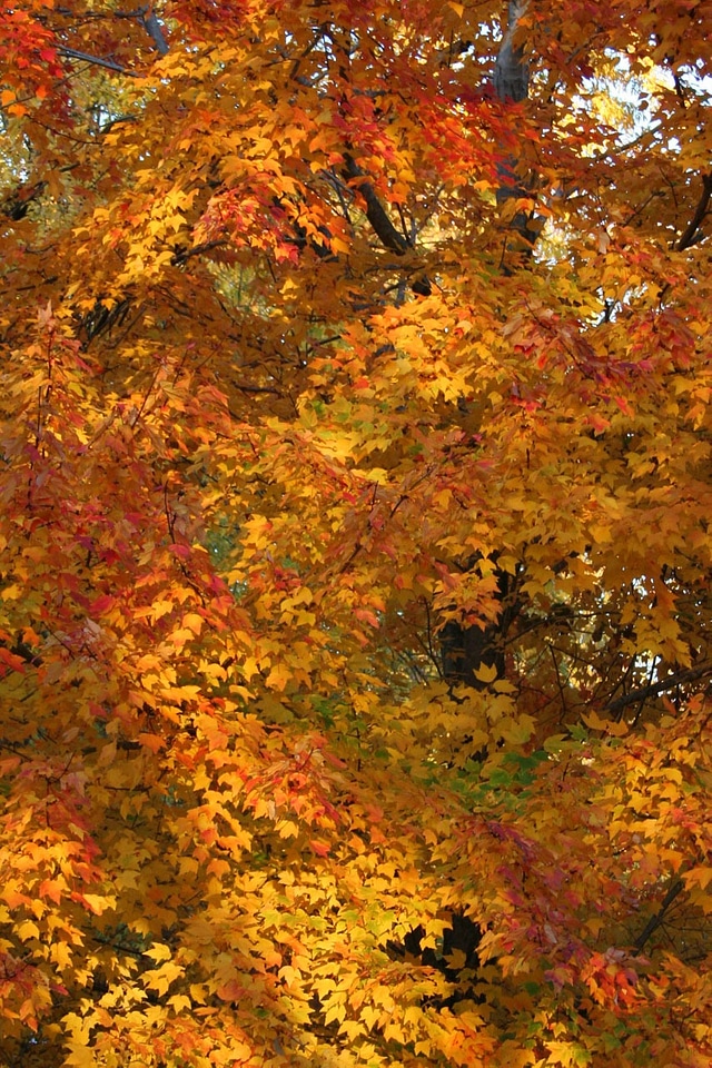 Trees colorful fall photo