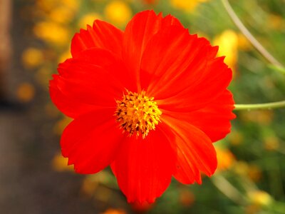 Plant red flowers red