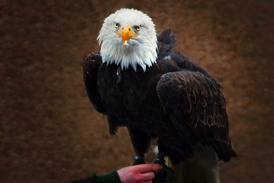 Bald eagle animal close up
