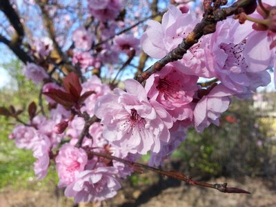 Flower flowering tree tree photo