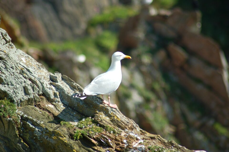 Water gull wings