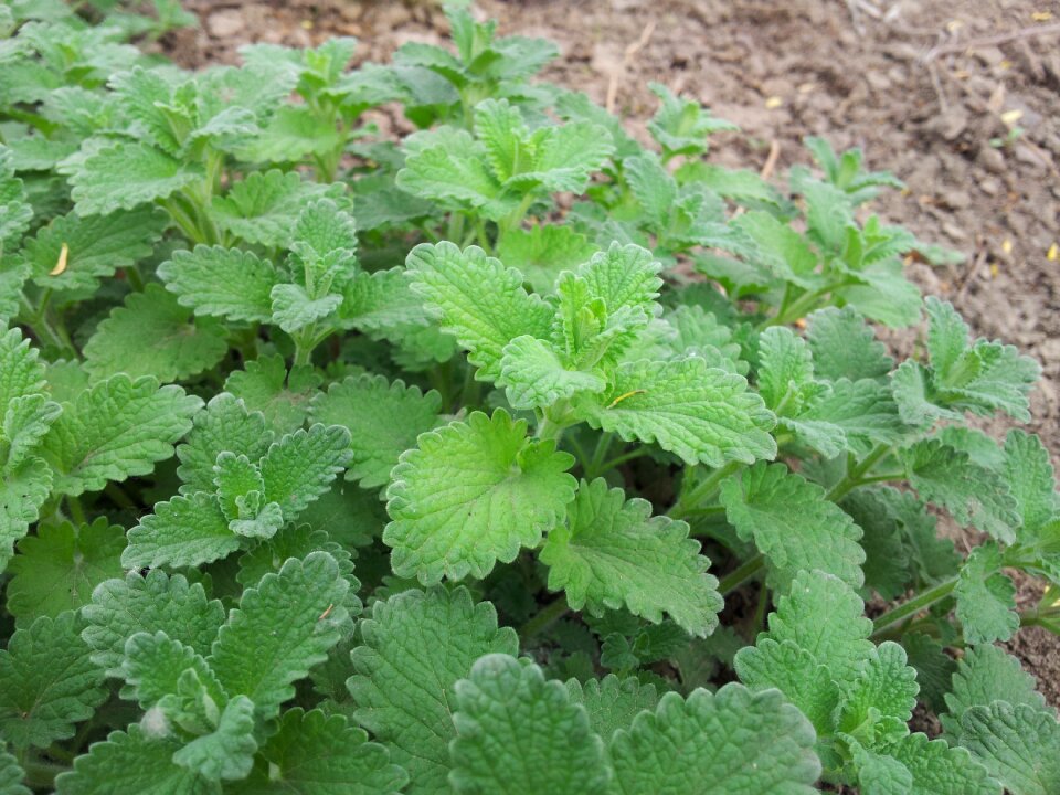 Garden farm medicine