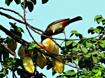 Pecking starfruit dharwad india