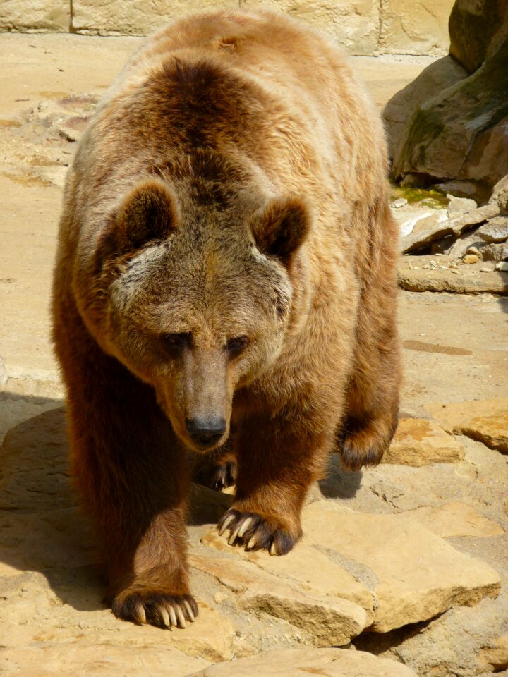Animals brown bear zoology