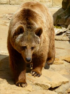Animals brown bear zoology
