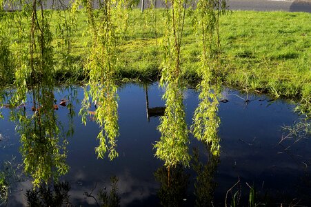 Leaves green pond