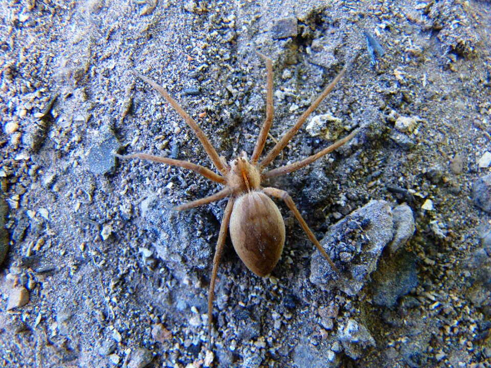 Spider field arachnid